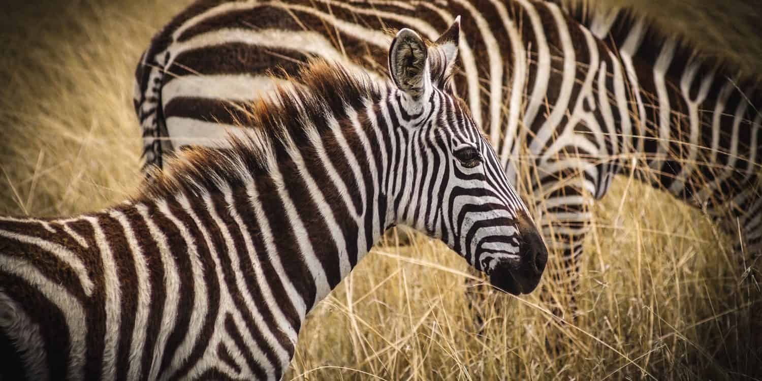 På en safari i Kenya har du stora möjligheter att se The Big Five.