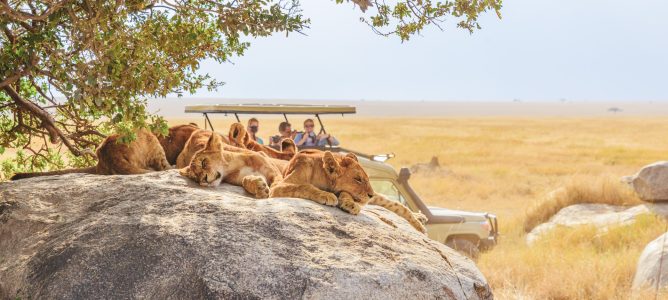 Lejon i Serengeti på safari med Tour Africa och Andersons