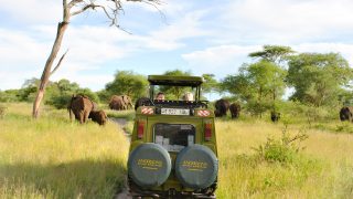 Safari i Tanzania med elefanter i Tarangire