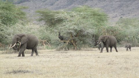 elefanter i Ngorongoro