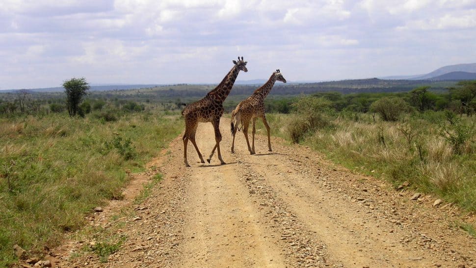 En trevlig syn med giraffer i Serengeti