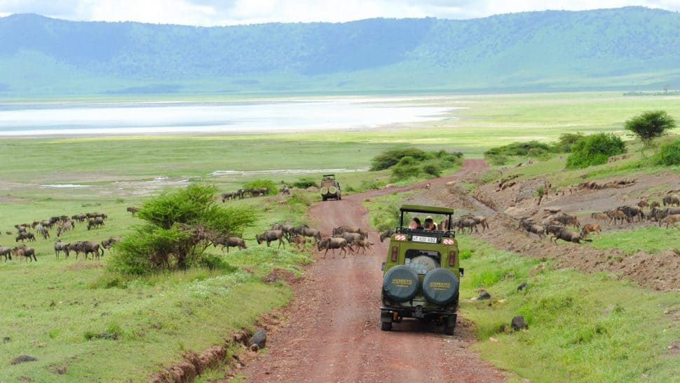Safari i Ngorongoro, Tanzania, bild tagen av Tour Africa och Andersons Sverige